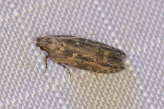 Hypatima