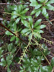 Pieris japonica taiwanensis