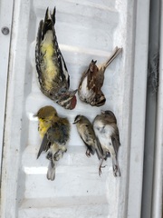 Zonotrichia albicollis