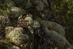 Cladonia stellaris