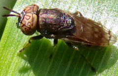Orthonevra nitida
