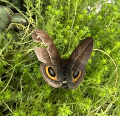 Automeris naranja