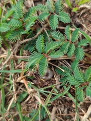 Mimosa quadrivalvis