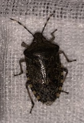 Rhaphigaster nebulosa