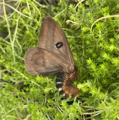 Automeris naranja