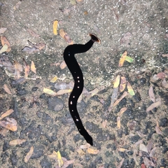 Bipalium univittatum