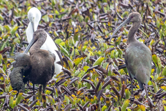 Plegadis falcinellus