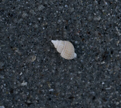 Ilyanassa trivittata