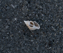 Ilyanassa trivittata