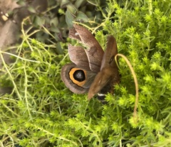 Automeris naranja