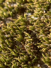 Ptychostomum imbricatulum