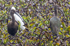 Plegadis falcinellus