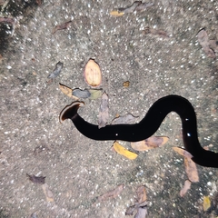 Bipalium univittatum