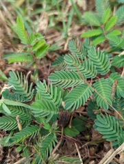 Mimosa quadrivalvis