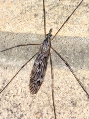 Tipuloidea