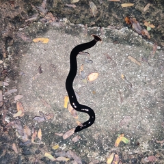 Bipalium univittatum