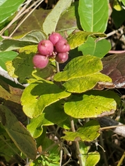 Symphoricarpos orbiculatus
