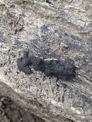 Jackrogersella multiformis