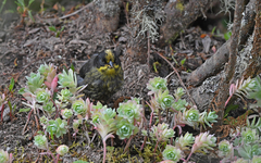 Atlapetes pallidinucha