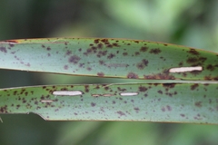 Orthoclydon praefectata