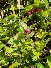 Symphoricarpos orbiculatus