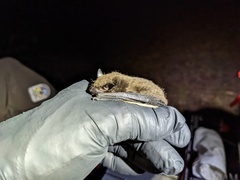 Nycticeius humeralis