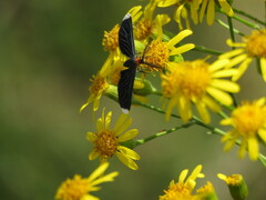 Melanchroia chephise