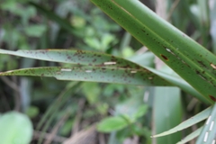 Orthoclydon praefectata