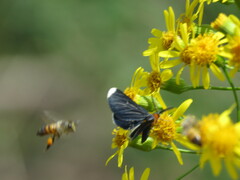Melanchroia chephise