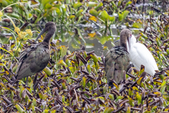 Plegadis falcinellus