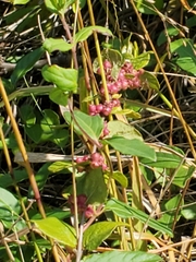 Symphoricarpos orbiculatus