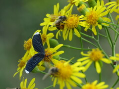 Melanchroia chephise