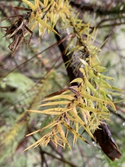 Cunninghamia lanceolata
