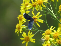 Melanchroia chephise