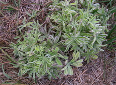 Lupinus sericeus