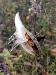 Asclepias ovalifolia