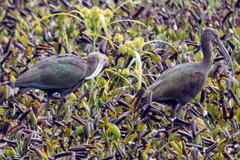 Plegadis falcinellus