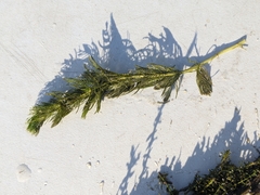 Myriophyllum sibiricum