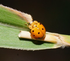 Coelophora inaequalis