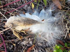 Asclepias ovalifolia