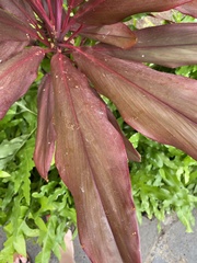 Cordyline fruticosa