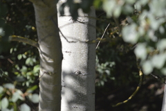 Populus