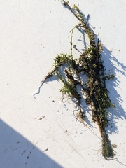 Elodea canadensis