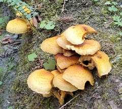 Pholiota aurivella