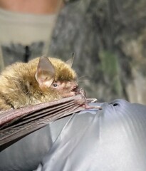 Myotis austroriparius
