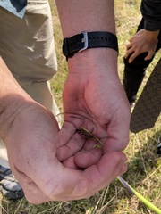 Melanoplus bivittatus