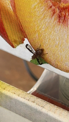 Otitinae