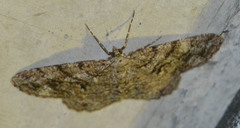 Peribatodes secundaria