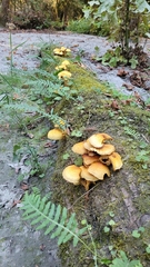 Pholiota aurivella