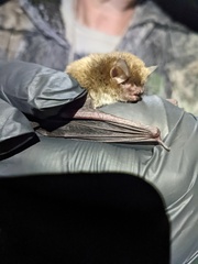 Myotis austroriparius